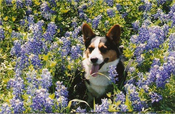 柯基犬