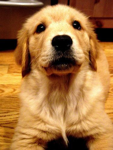 金毛寻回犬